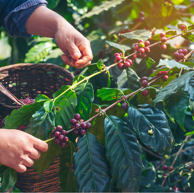 img agro card 3 Motorista PX